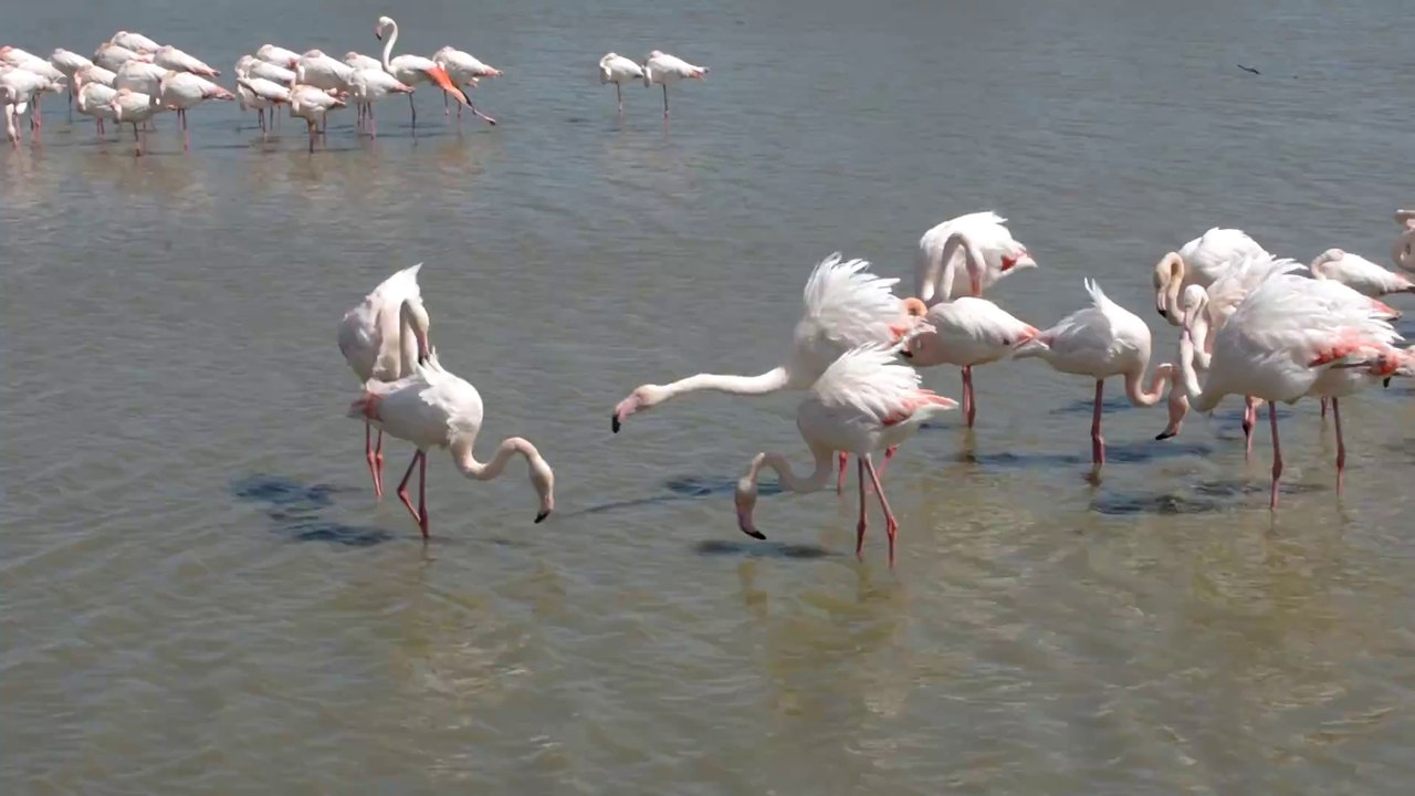 bagarre_flamants3