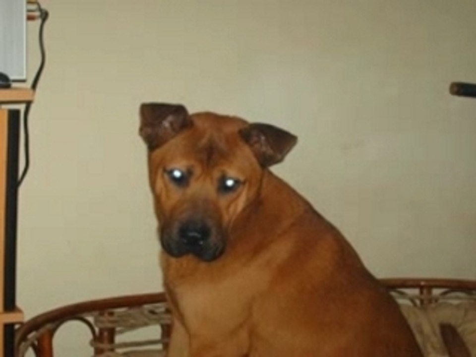 Les 3 bombes de chiens