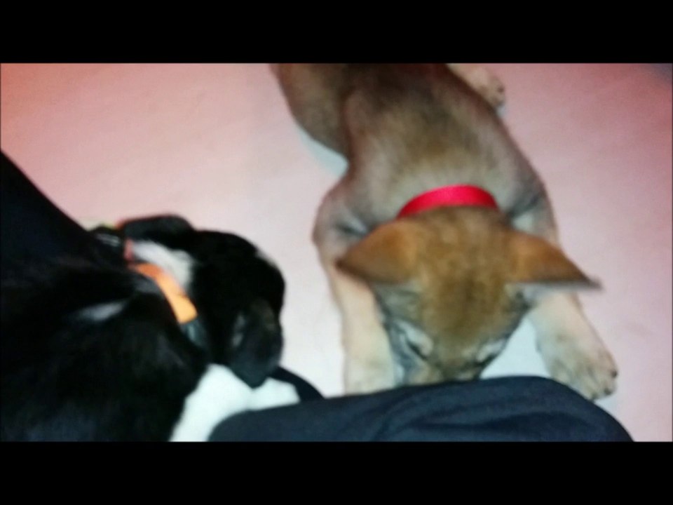 LTC Kenek chez Tata Melo