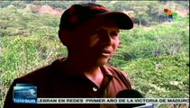 Roya y falta de apoyo a caficultores aquejan al café hondureño
