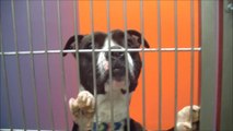 ACCT Philly Animal Shelter: They're Still Alive