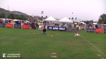 Frisbee Dog 2011・2012　Jack Russell Terrier ☆ capi ☆