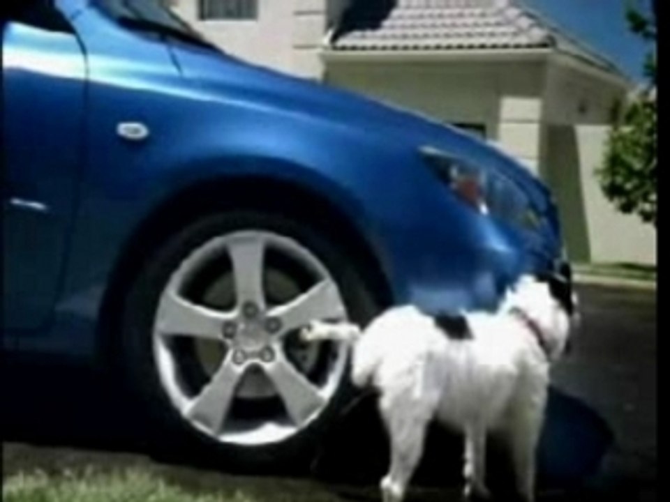 Cagnolino e macchina
