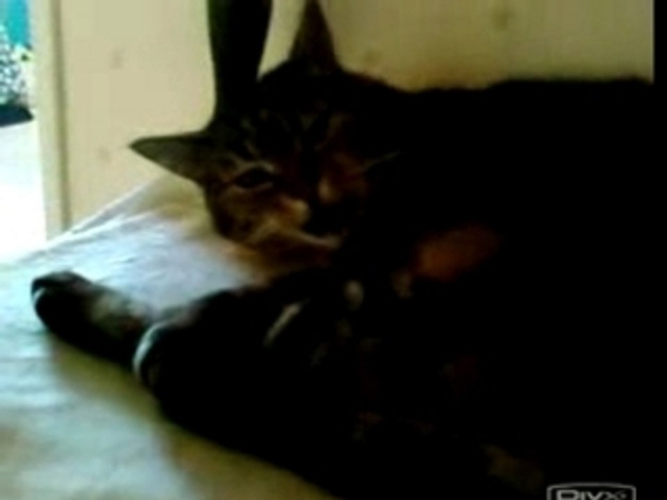 Sally, la plus belle chatte de la terre