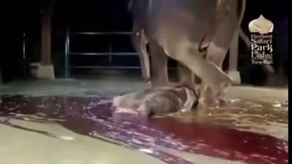 Filin Doğumu ve Bir Mucize Anı