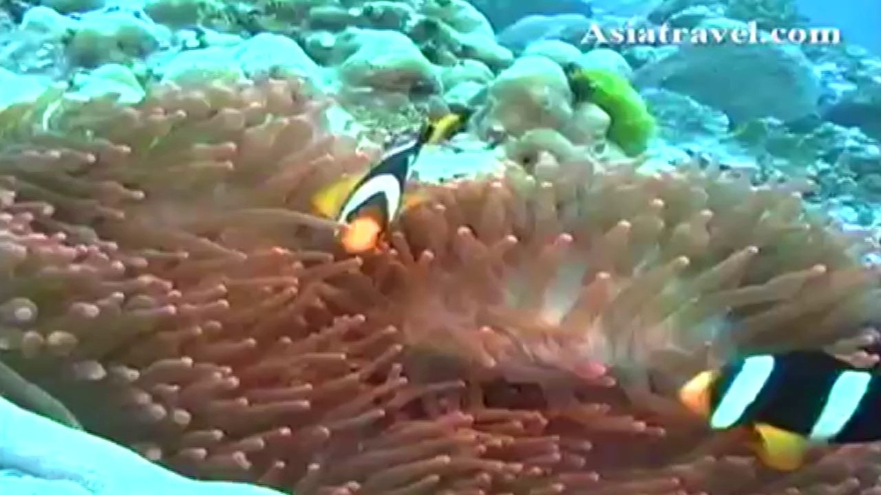 Scuba Diving Holiday, Myanmar by Asiatravel.com