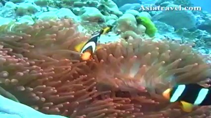 Scuba Diving Holiday, Myanmar by Asiatravel.com