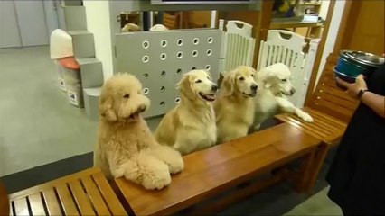 Dogs praying for lunch! Hilarious...