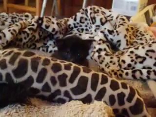 Bagheera , 21 jours (3 semaines)