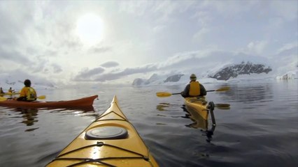Curious Sea lion Encounter... So adorable!