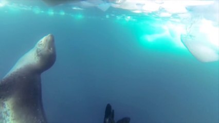 Une loutre de mer joue avec des kayaks! Adorable!