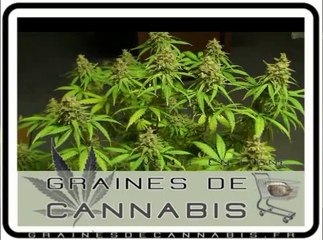 Graines de cannabis autofloraison intérieur