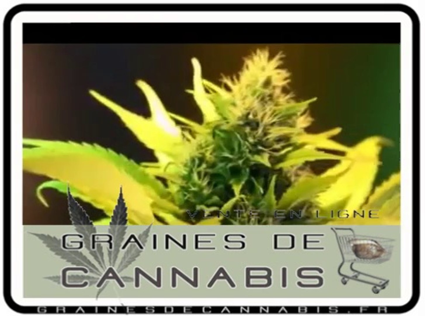 La croissance du cannabis