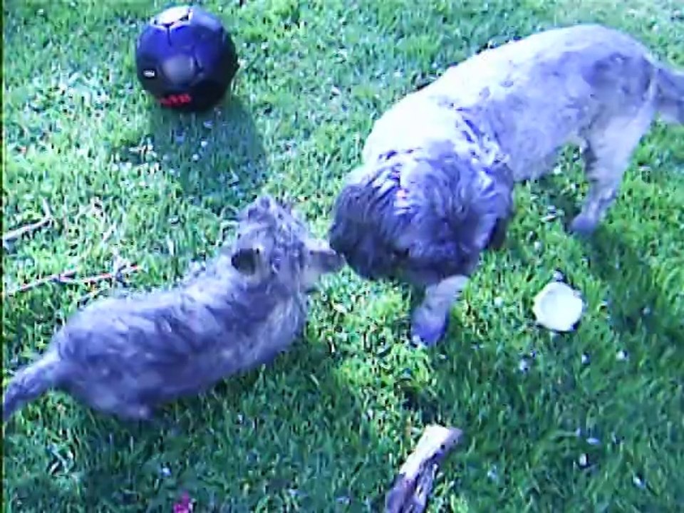 Toujours mes deux loustics ce matin