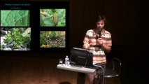 Conférence 06/04/2014 | Plantes et insectes : indifférence, conflits et collaborations | par David Sautet