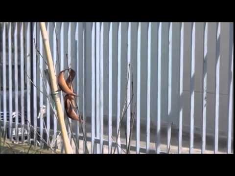 Aversa (CE) - Parco Grassia, abbandono e segni di privatizzazione (14.04.14)