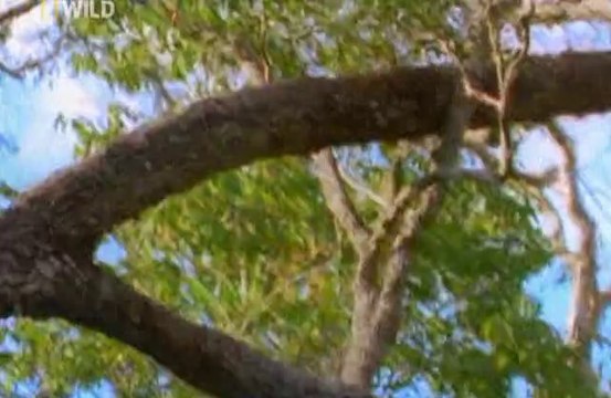 Самые опасные животные: Леса