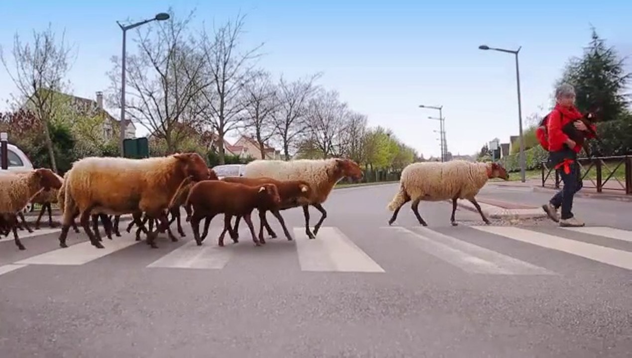 Transhumance des moutons