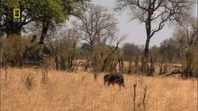 Lions Behaving Badly