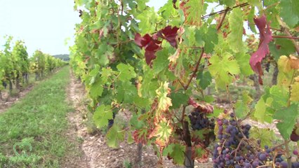 Château de Minière - Au coeur des terroirs - Bourgueil - sur la Tv de la vigne et du vin @edonys