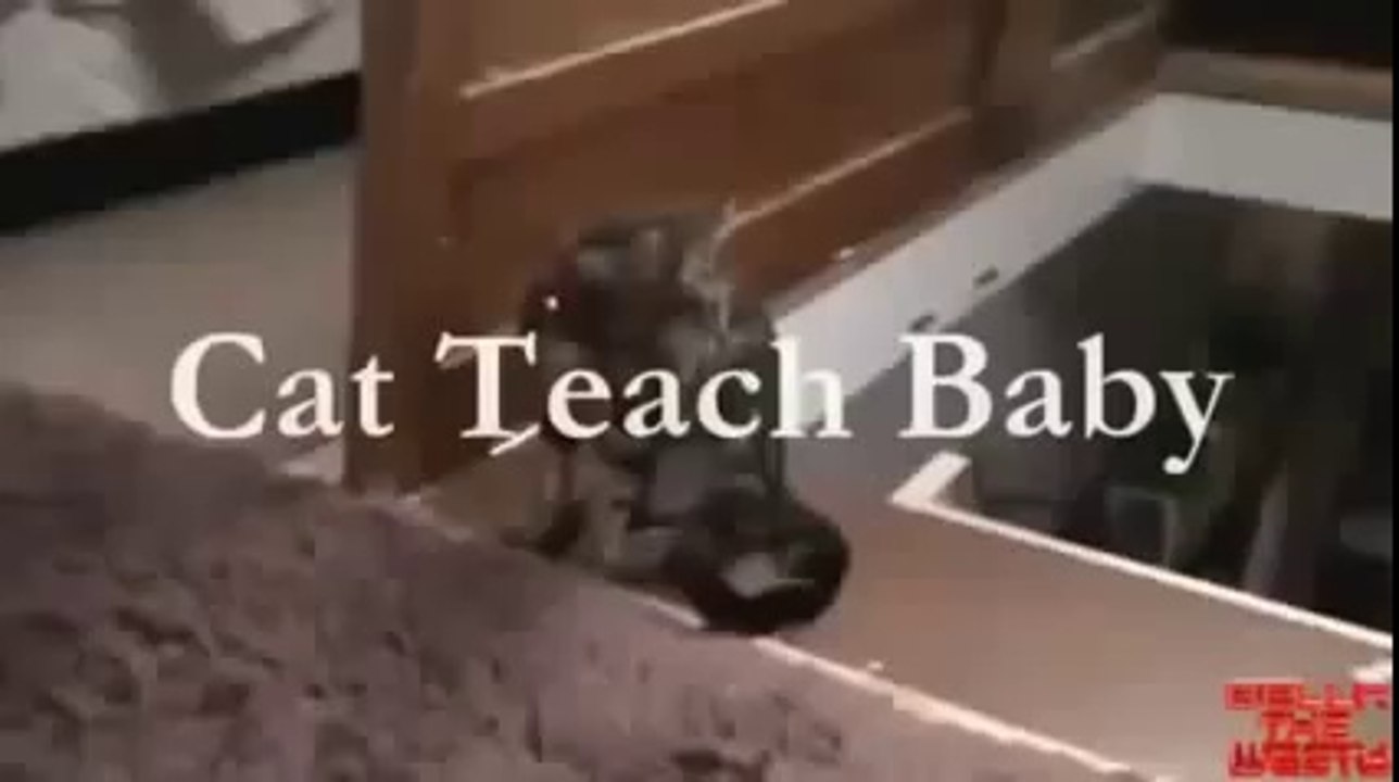 Chien apprend à son petit à descendre les escaliers vs chat