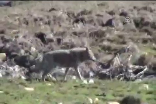 Aç kaldılar, köye indiler