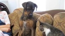 Dog vs Cat Fight Very Funny