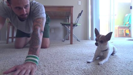 Chihuahua Doing Yoga
