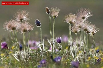 Ozan Rençber - Vane Vore Vora (Destan M.)