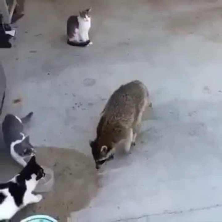 [{{-Hırsızlığın böylesi! Kaçışa dikkat!....))))))))))-}}]]