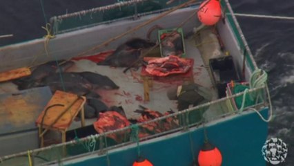 Canada begins brutal annual seal hunt