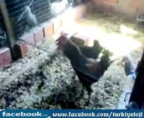 Öterken Düşen Denizli Horozu Palazı :)