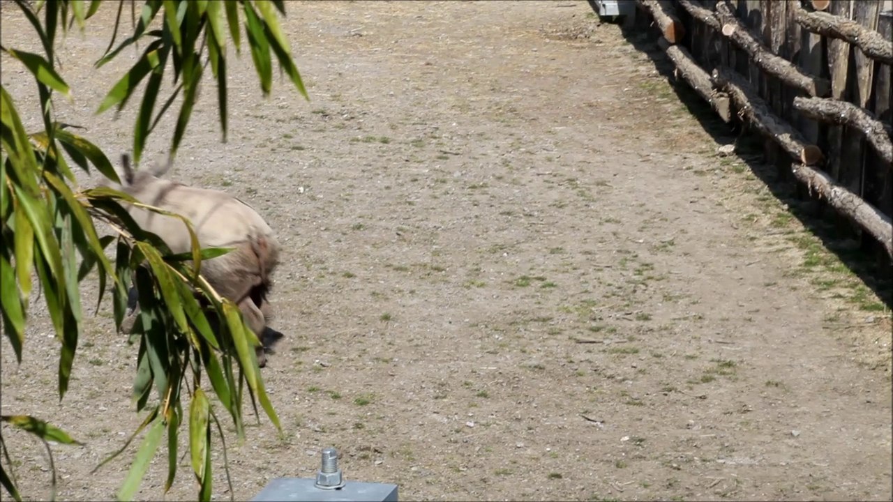 beauval Salyan le BB rhinocéros