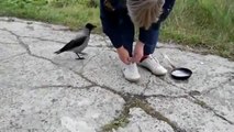 Clever crow tries to trick man out of a frying pan - Funny Amazing