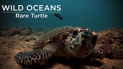 Rare turtle cruises over reef, snacks on a jelly