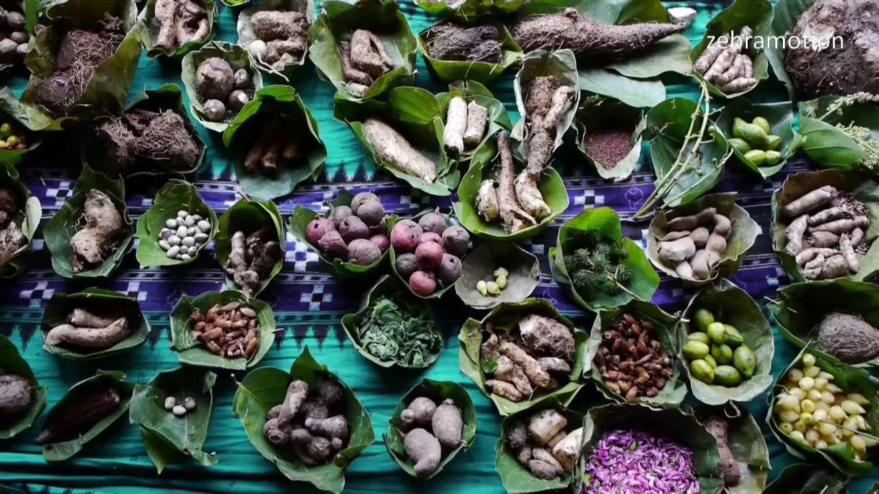 Waldleben. Der Weg der Adivasi in Indien zurück zu ihren Wurzeln.