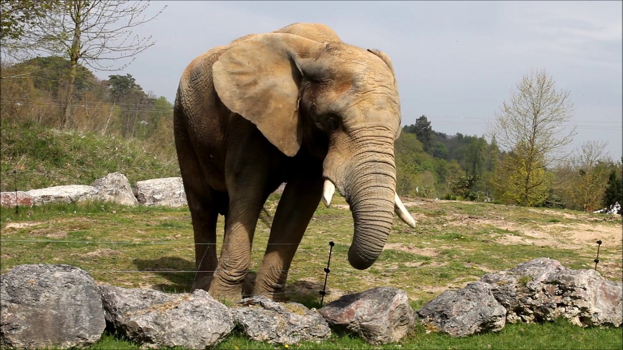 Beauval (Les éléphants)