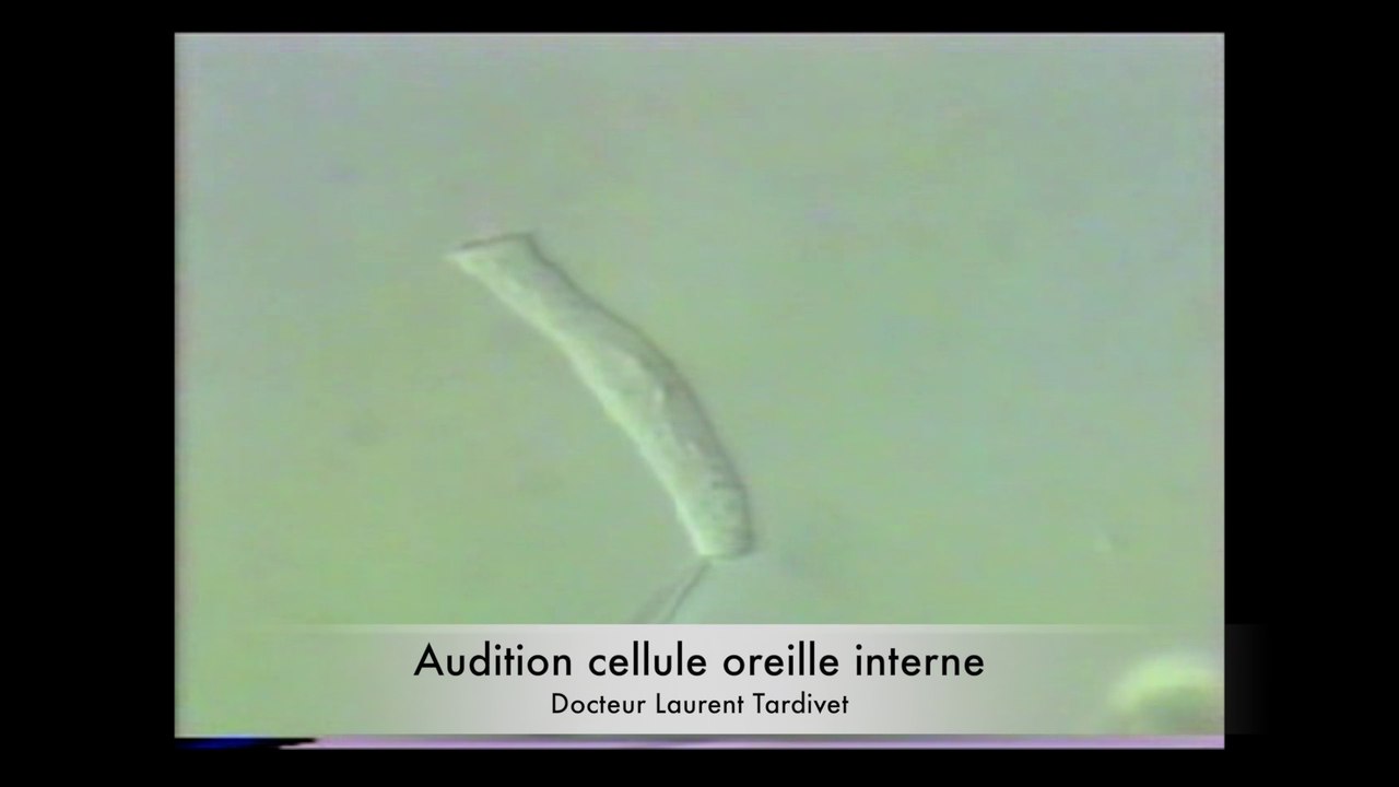 Audition cellule oreille interne