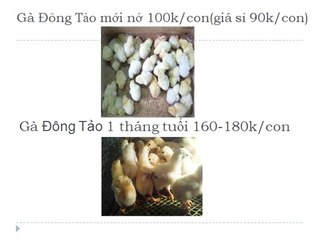 Bán Gà Đông Tảo Bố Mẹ Tại TpHCM,094 356 4479 Cung Cấp Gà Đông Tảo Giá Rẻ Tại TPHCM 0