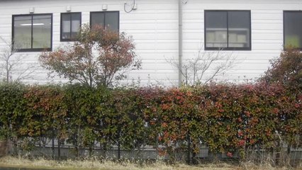 春のさよならいど（選曲はベタですｳﾜｧｧｧﾝ）