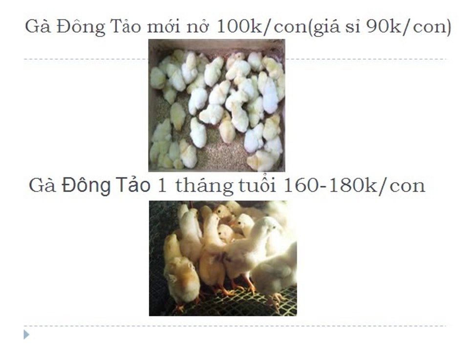 Cung Cấp Gà Đông Tảo Thịt Giá Rẻ Tại TpHCM 094 356 4479
