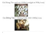 Trại Gà Đông Tảo ĐH Nông Lâm TpHCM -Chuyên Cung Cấp Gà Đông Tảo Thuần Chủng