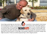 Seeing Eye Dog, Donations to the Blind, Jewish , Israeli Charities