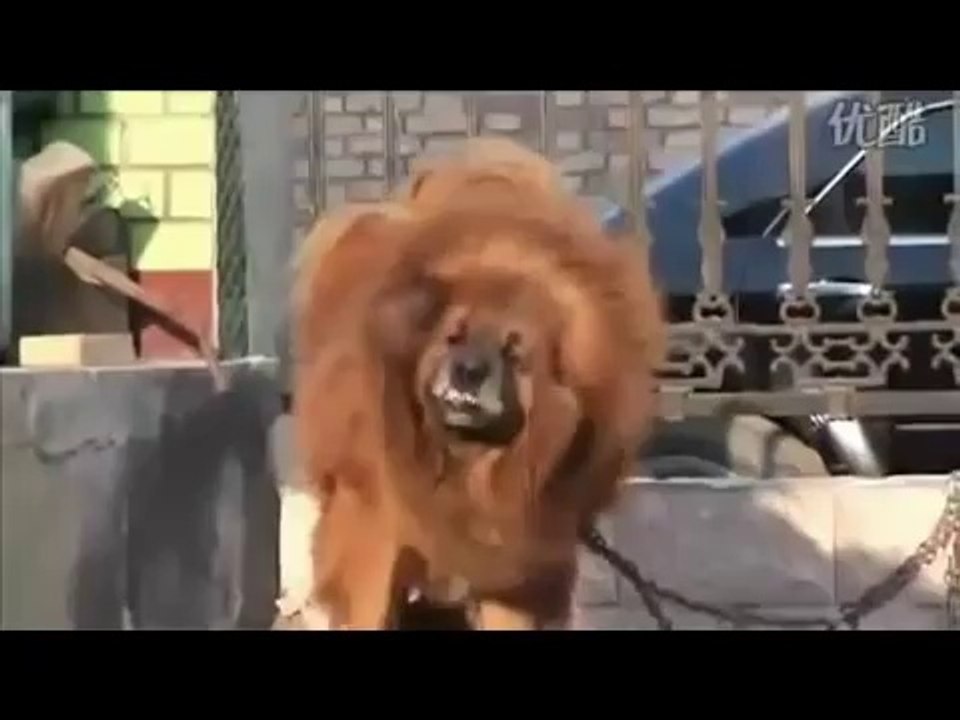 mastif dog
