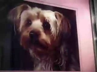 Alexis HK - Chien de vieille