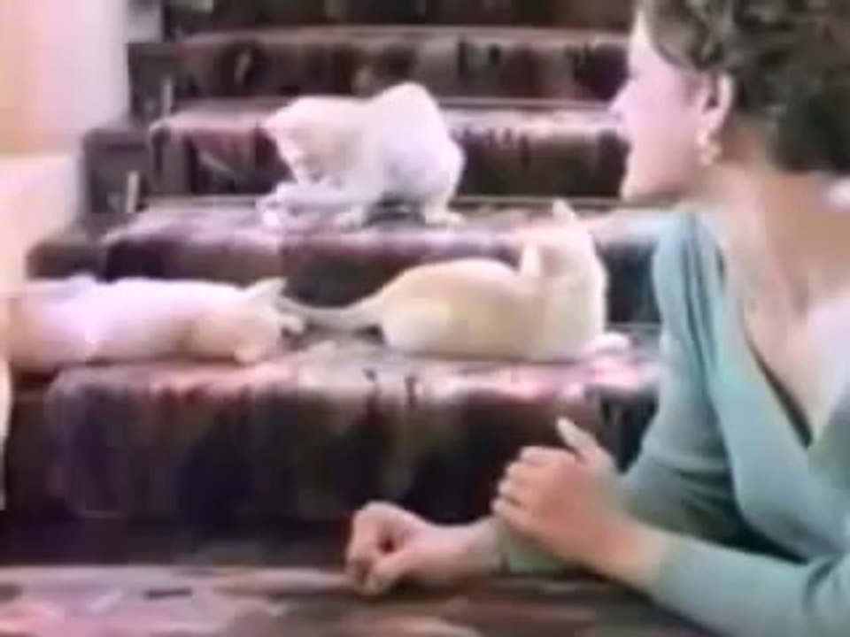 Le CCC et les chats