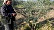 Zeytin kurumasına çözüm rekor gelişim kullanan üretici mehmet derya Saruhanli halitpasa kasabası
