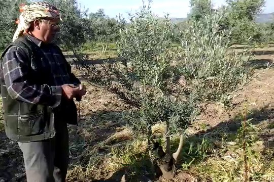 Zeytin kurumasına çözüm rekor gelişim kullanan üretici mehmet derya Saruhanli halitpasa kasabası