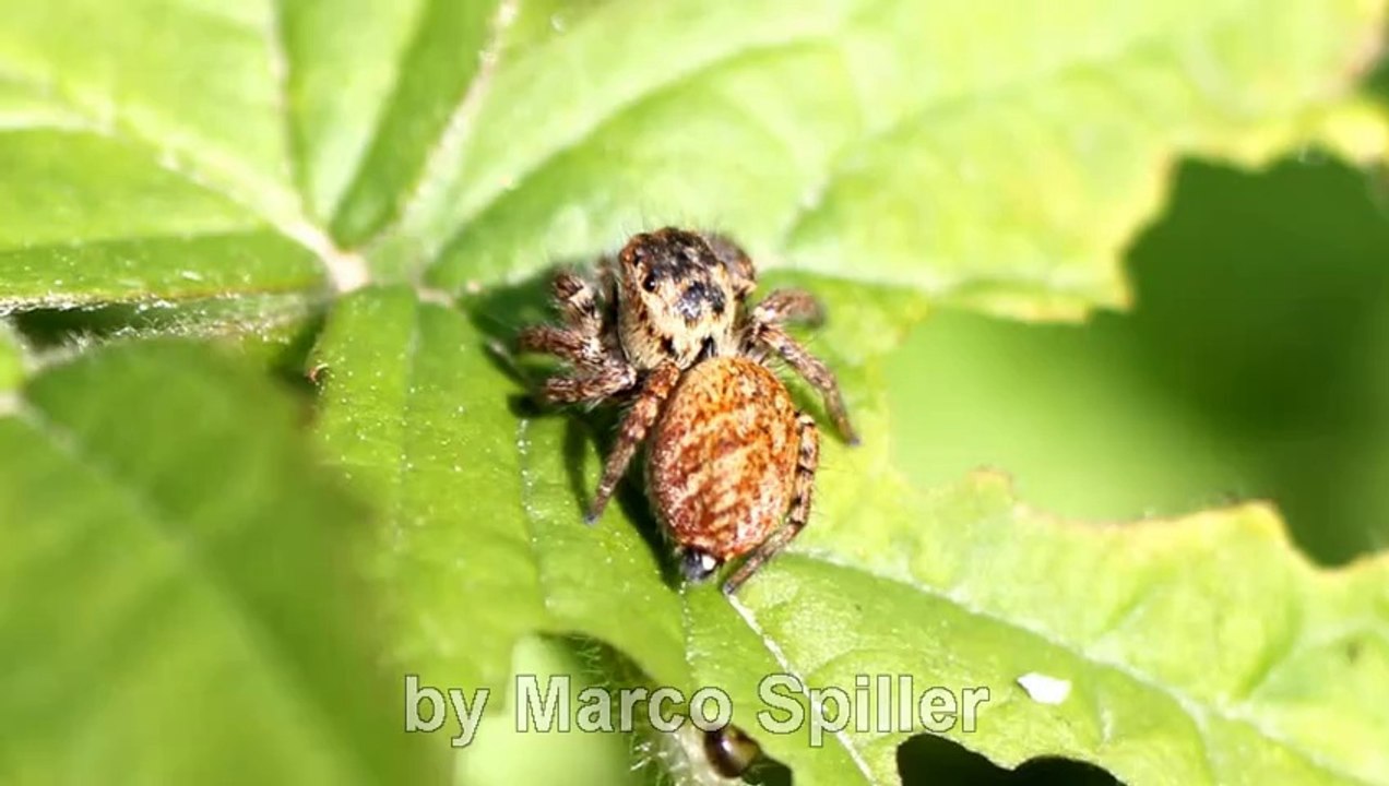 Carrhotus xanthogramma