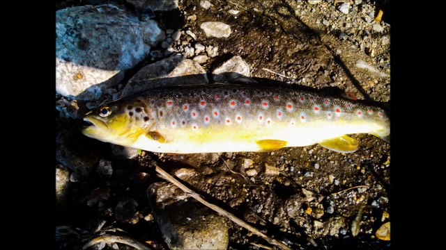 Peche en ruisseaux au leurre
